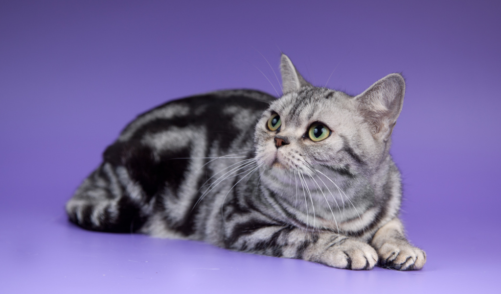 Американская короткошерстная кошка смотрит вверх