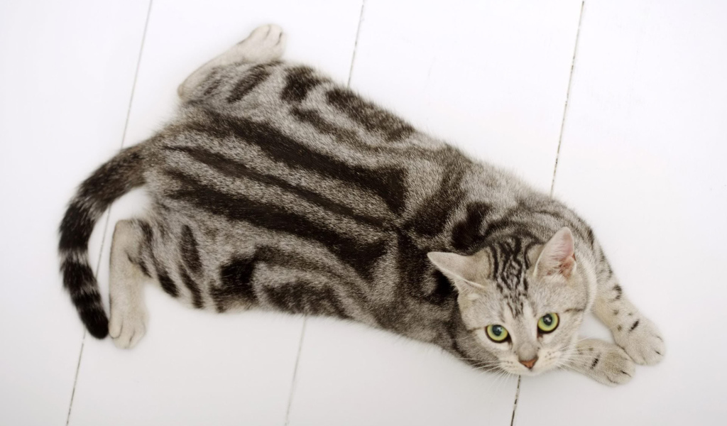 Американская короткошерстная кошка на полу