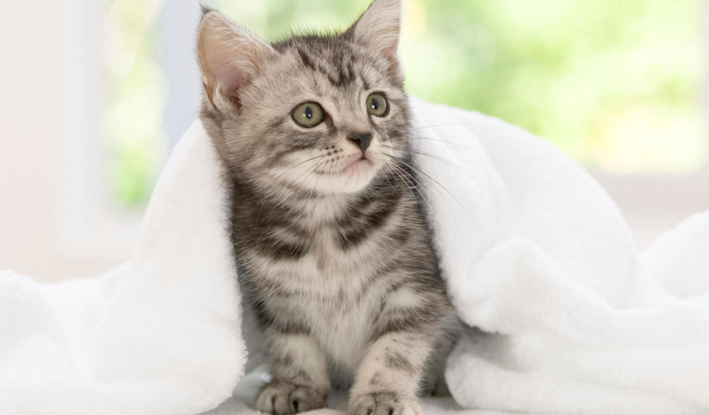 Котенок американской жесткошерстной кошки