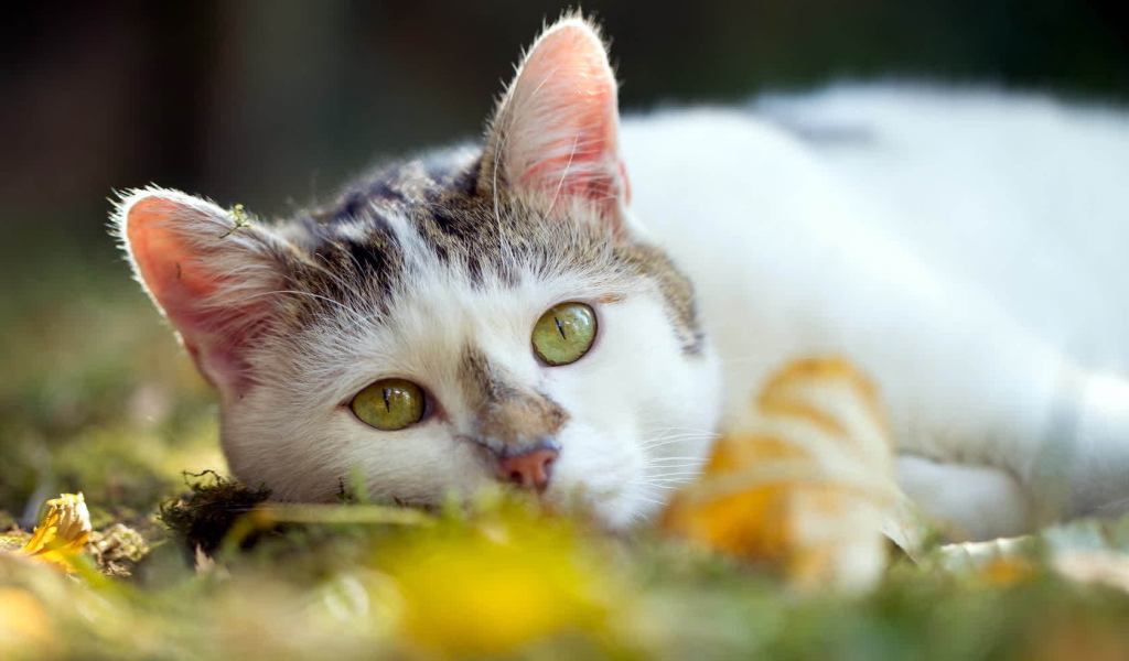 Американская жесткошерстная кошка лежит на траве