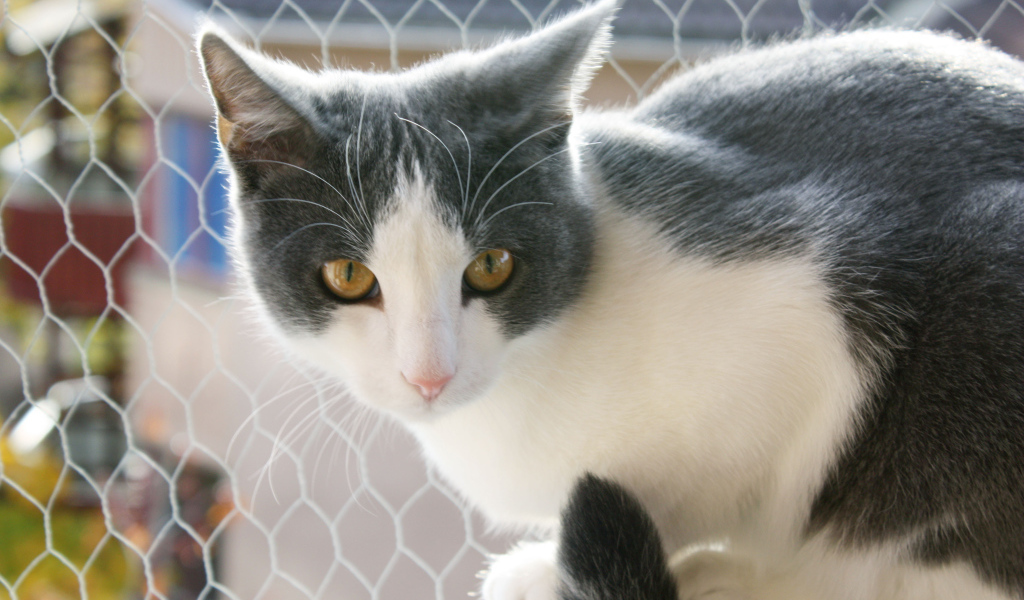 Американская жесткошерстная кошка у забора