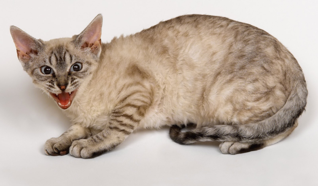 Злой кот кимрик