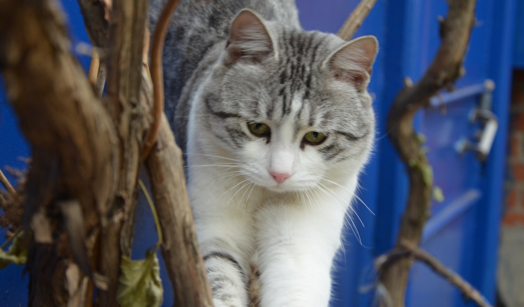 Аравийский мау среди веток