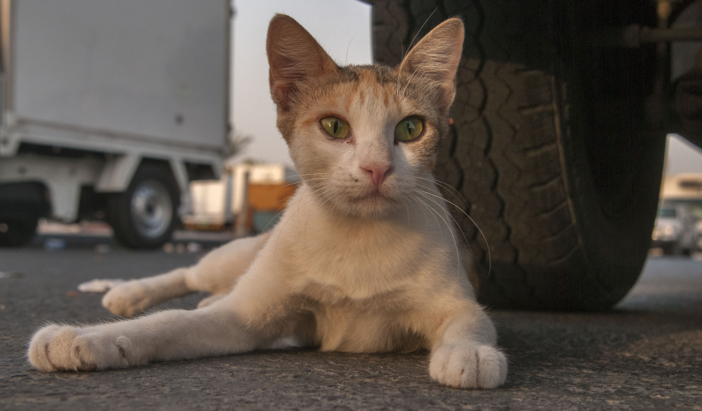 Аравийский мау у колеса