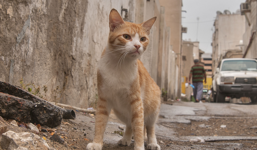 Аравийский мау гуляет по улице