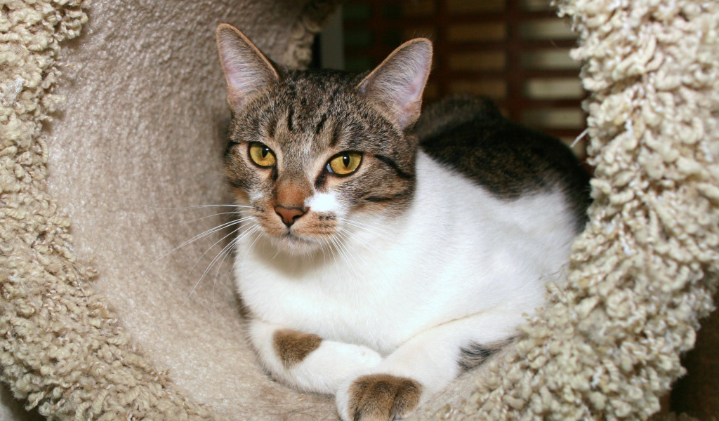 Азиатская табби в домике