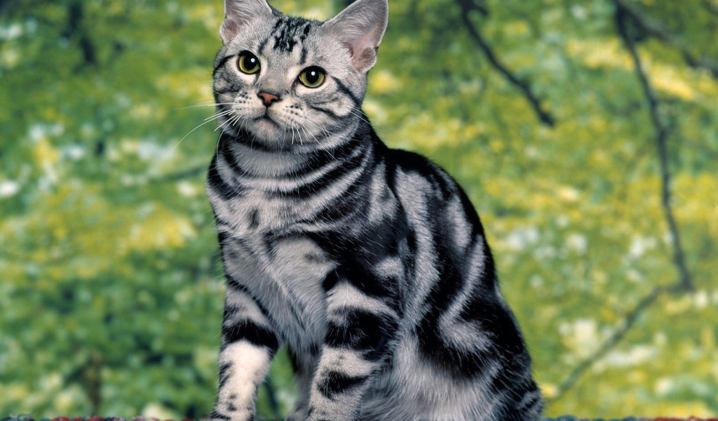 Милая кошка азиатская табби