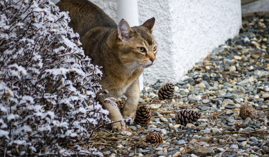 Кот породы азиатская табби