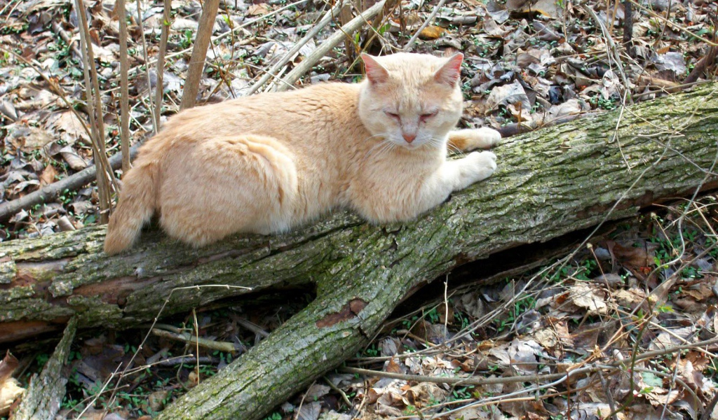 Рыжий американский бобтейл