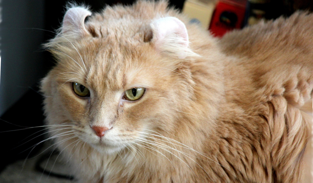 Рыжий американский керл