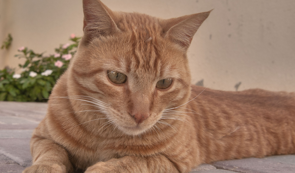 Рыжий аравийский мау