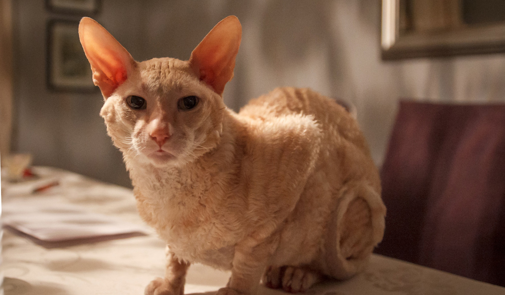 Рыжий корниш рекс