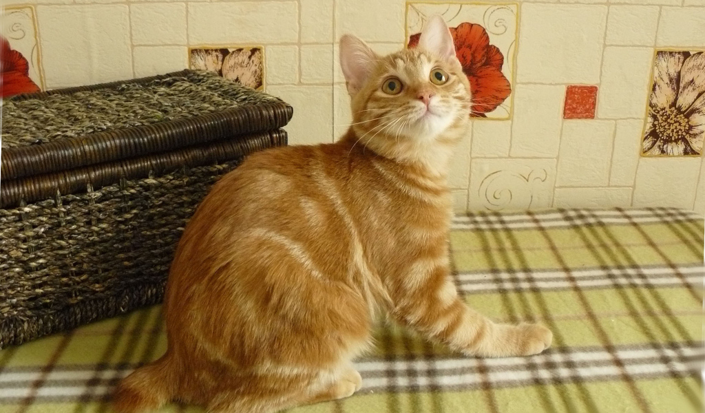 Рыжий курильский бобтейл