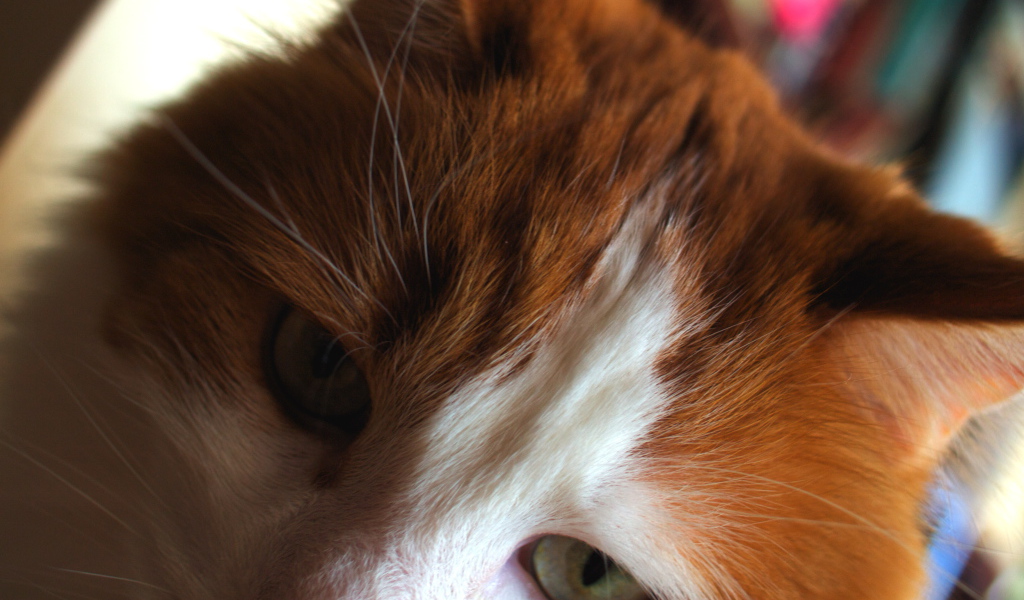 Рыжий турецкий ван