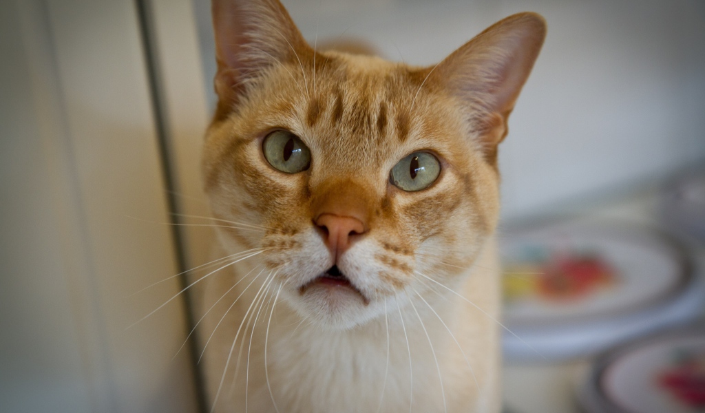 Морда кота австралийский мист