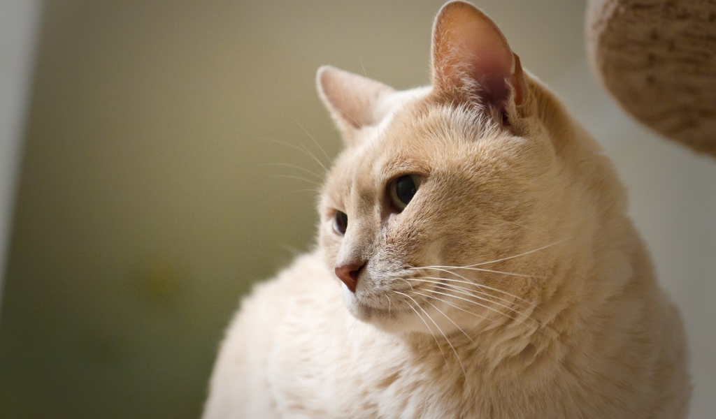 Кот австралийский мист