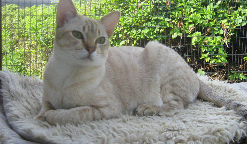 Кот австралийский мист на природе