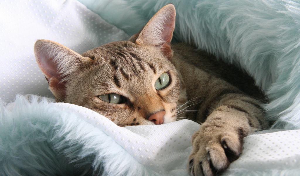 Австралийский мист отдыхает