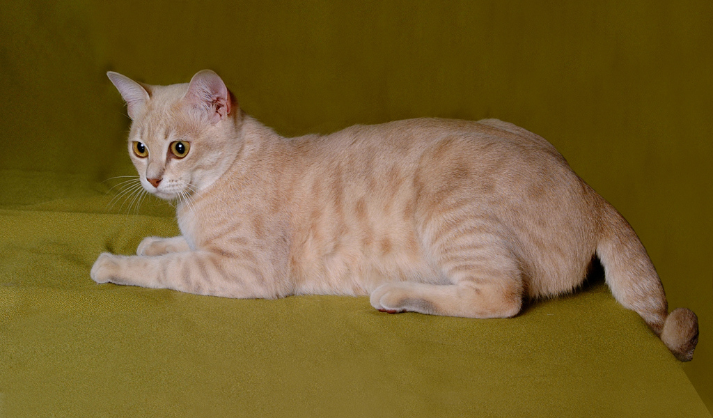 Австралийский мист на зеленом фоне