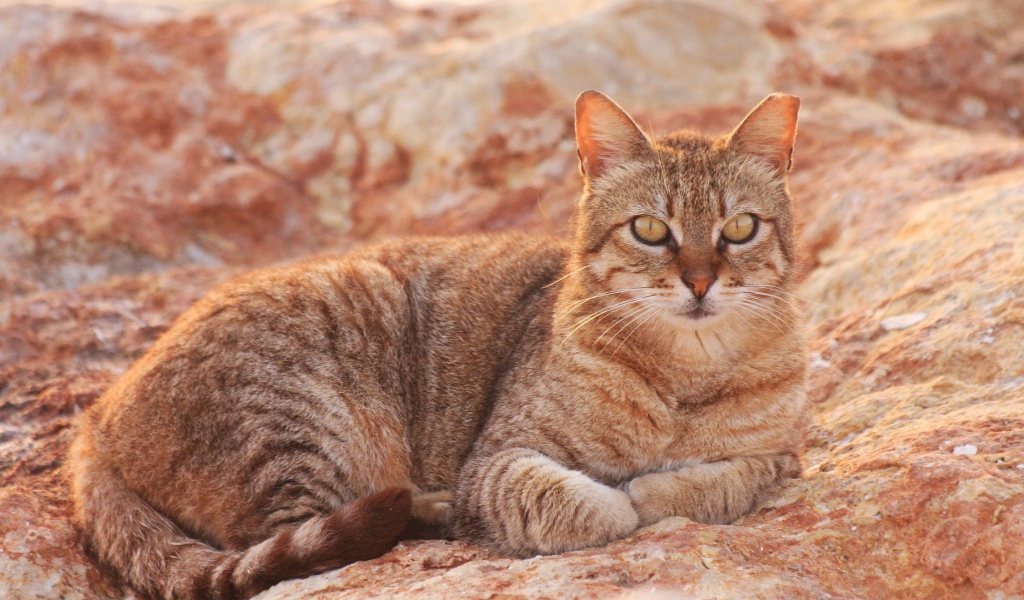 Австралийский мист на скале