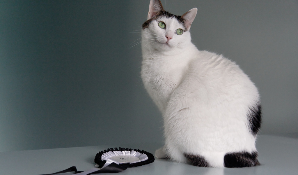 Награда японского бобтейла