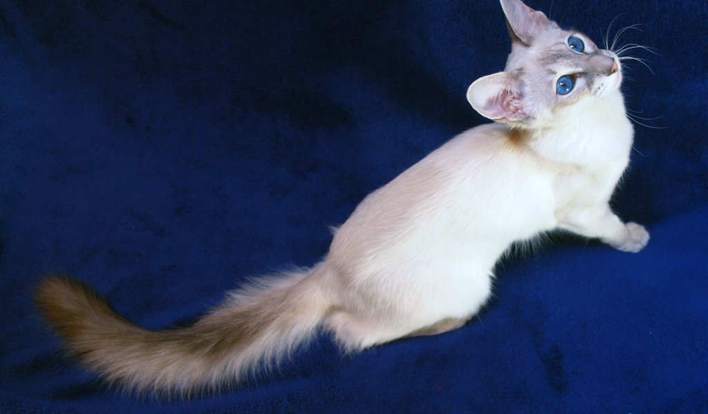 Порода балийских кошек