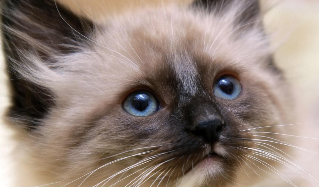 Котенок балийской кошки