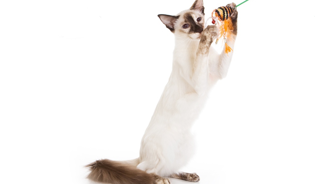 Балийская кошка с игрушкой