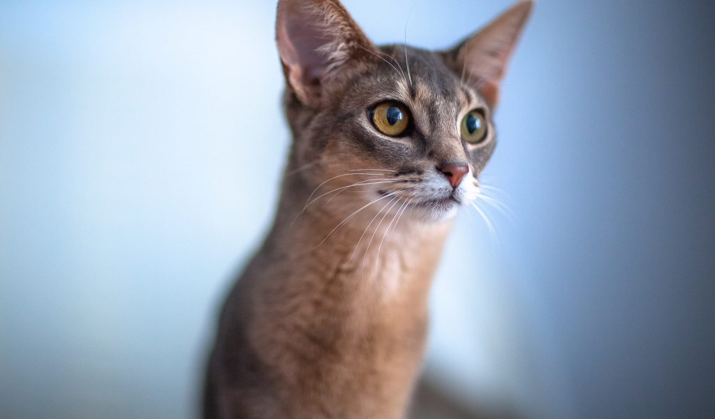 Красивая абиссинка