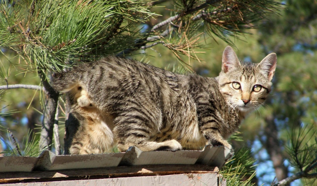 Красивый американский бобтейл