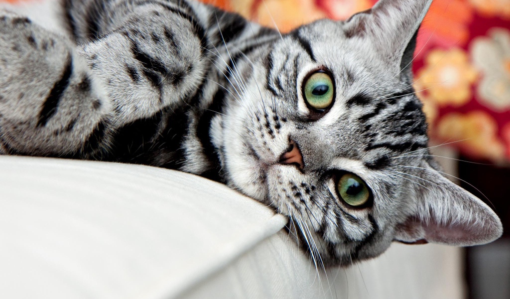 Красивая американская жесткошерстная кошка