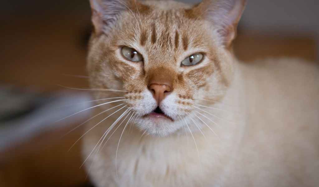 Красивый австралийский мист