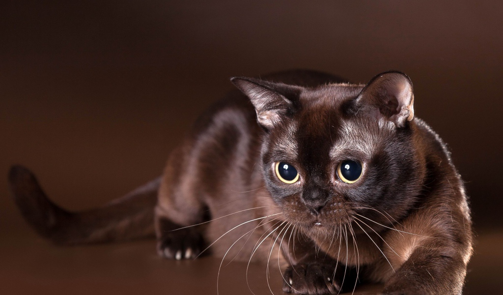 Красивая бурманская кошка