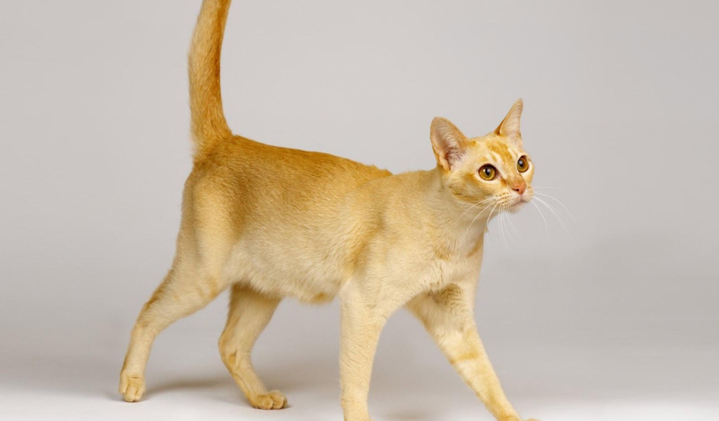 Красивая цейлонская кошка