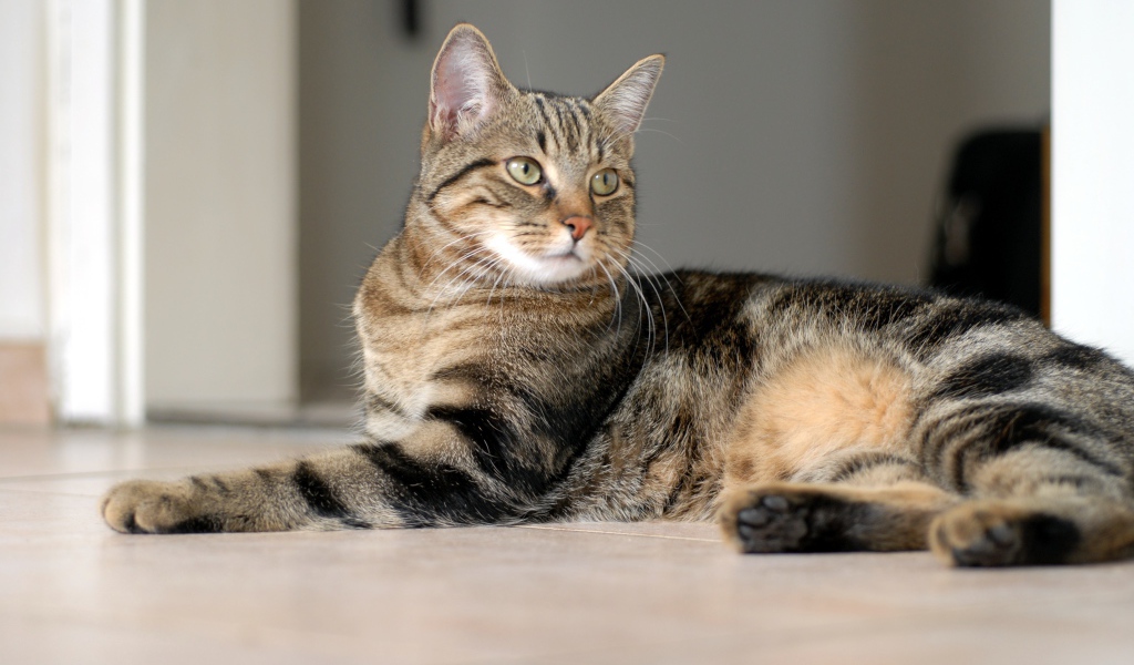 Красивая европейская короткошерстная кошка