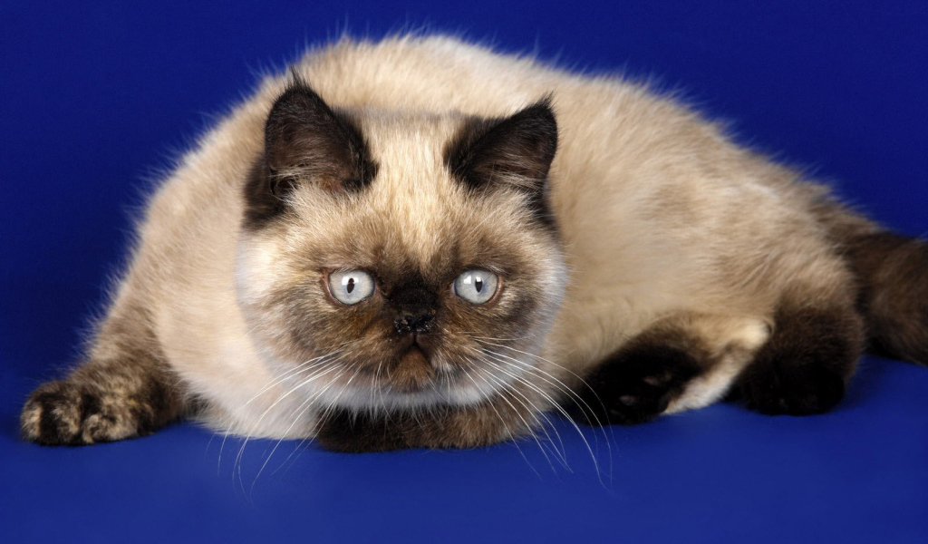 Красивая гималайская кошка