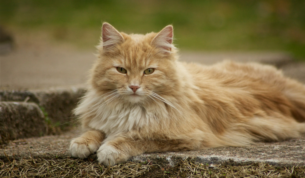 Красивая норвежская лесная кошка