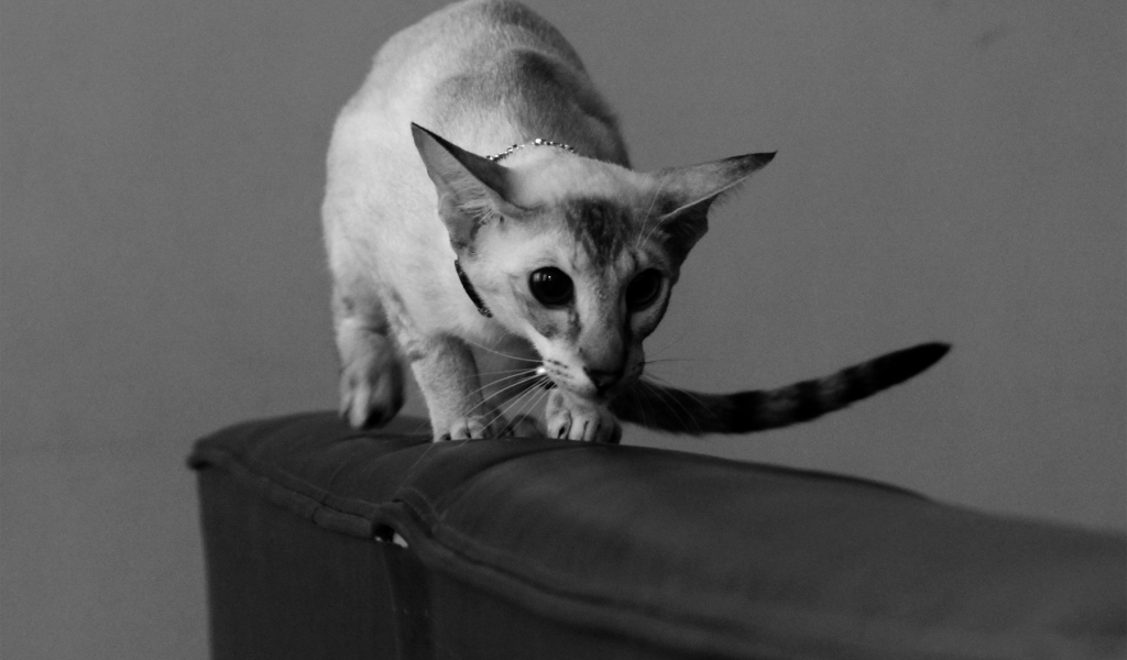 Красивая ориентальная короткошерстная кошка