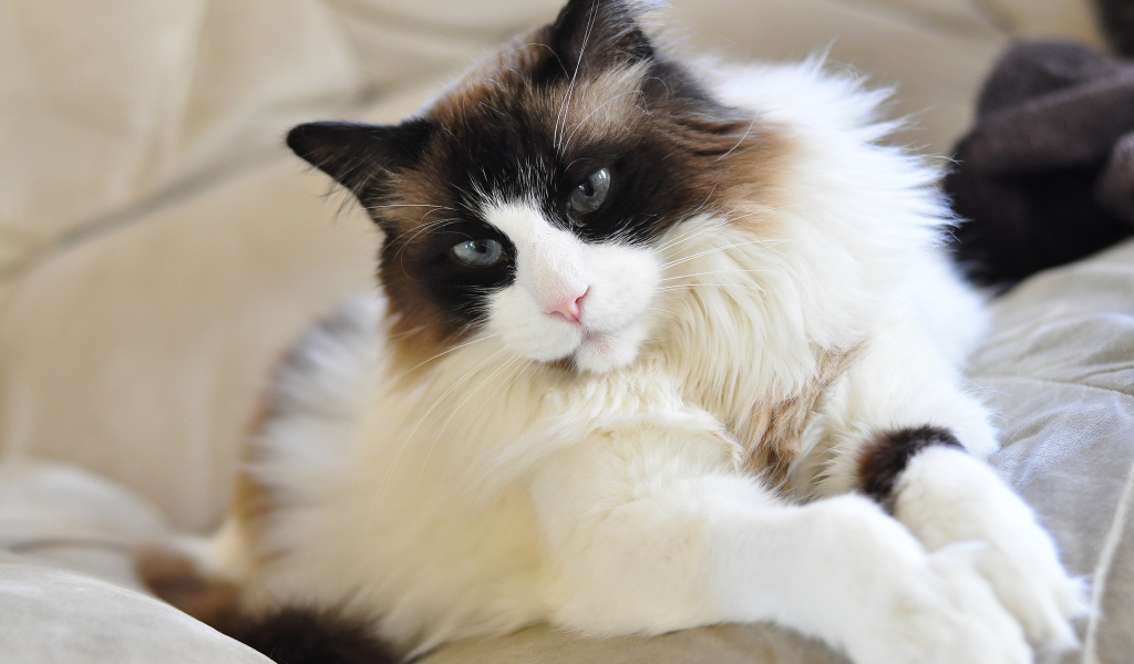 Красивая кошка рэгдолл