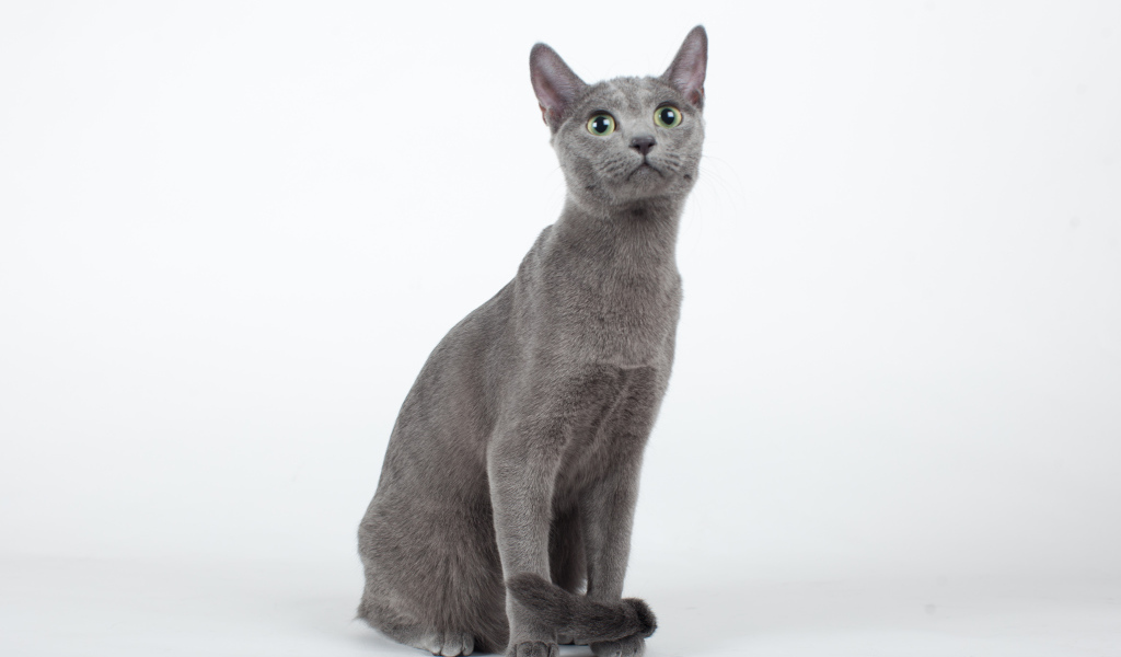 Красивая русская голубая кошка