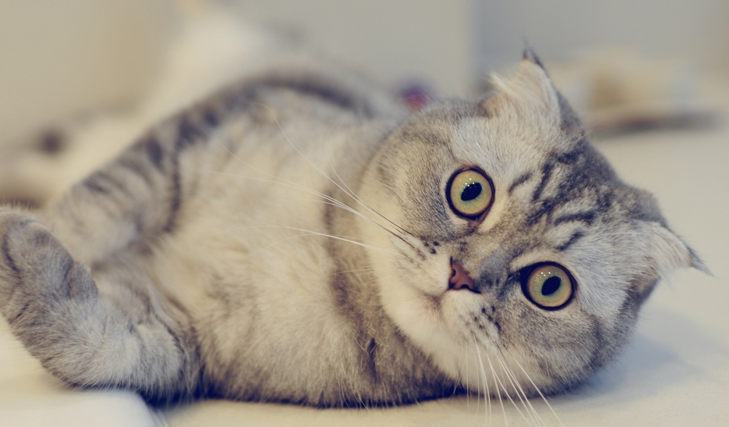 Красивая шотландская кошка