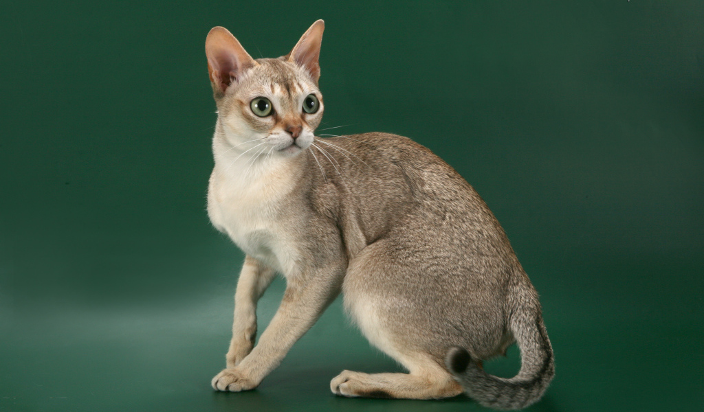 Красивая сингапурская кошка