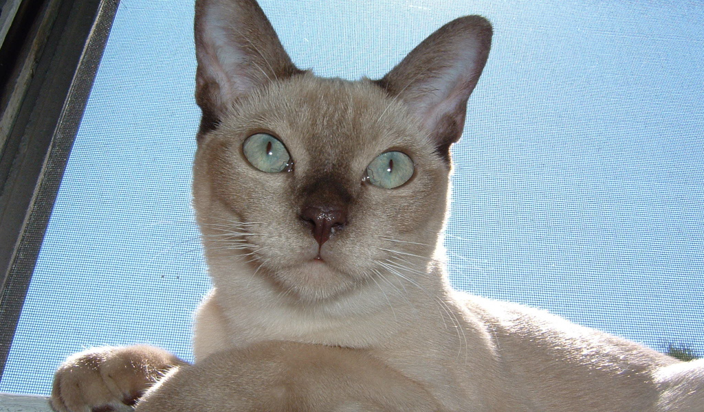 Красивая тонкинская кошка