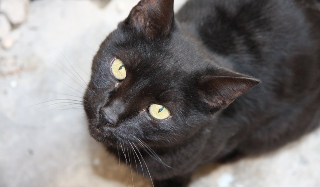 Красивая бомбейская кошка