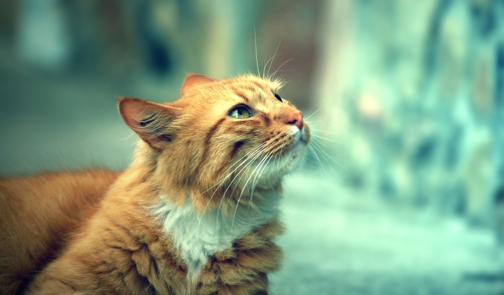 Красивый кот кимрик