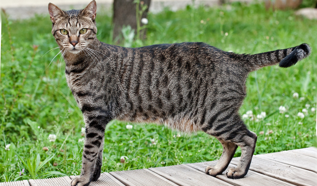 Красивая кошка египетская мау