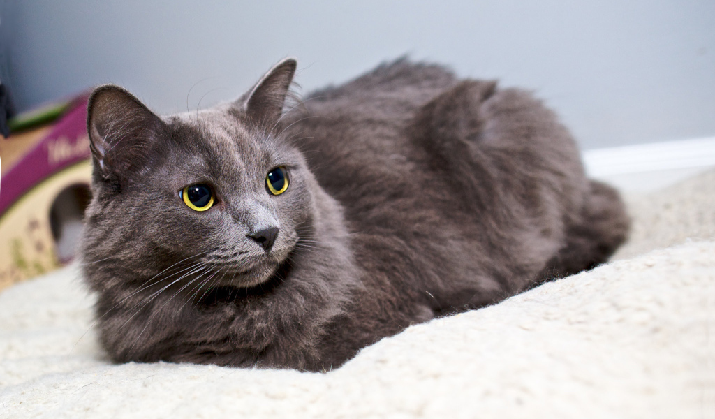 Красивый кот нибелунг