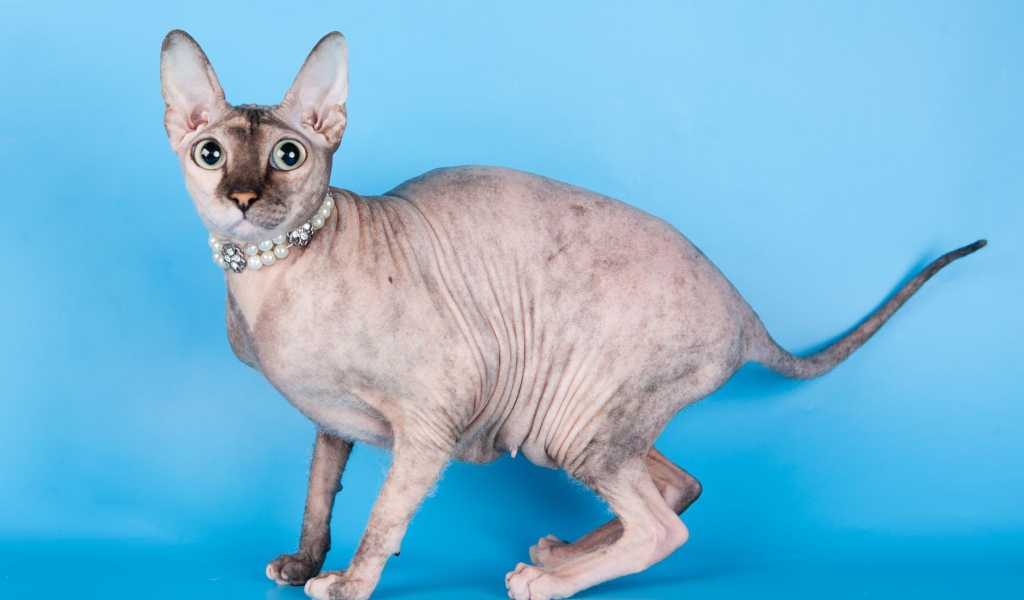 Красивый кот петерболд