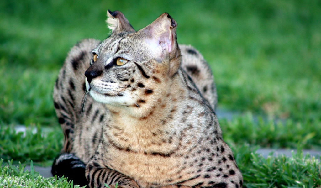 Красивая кошка саванна