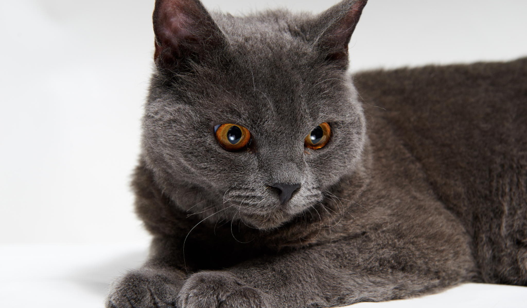 Красивый серый селкирк рекс